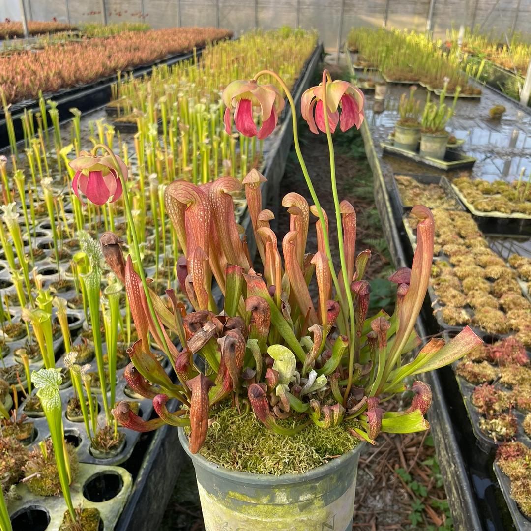 繁花秘植