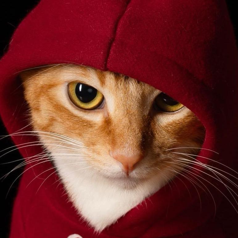 彭鱼晏家里的猪