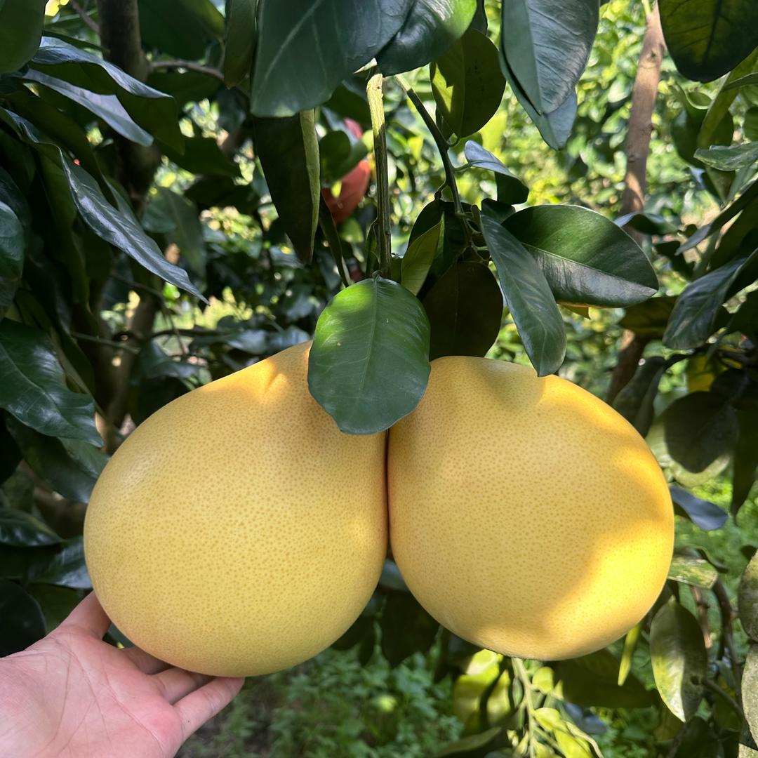 平和县葡萄柚橙子（代办代发）