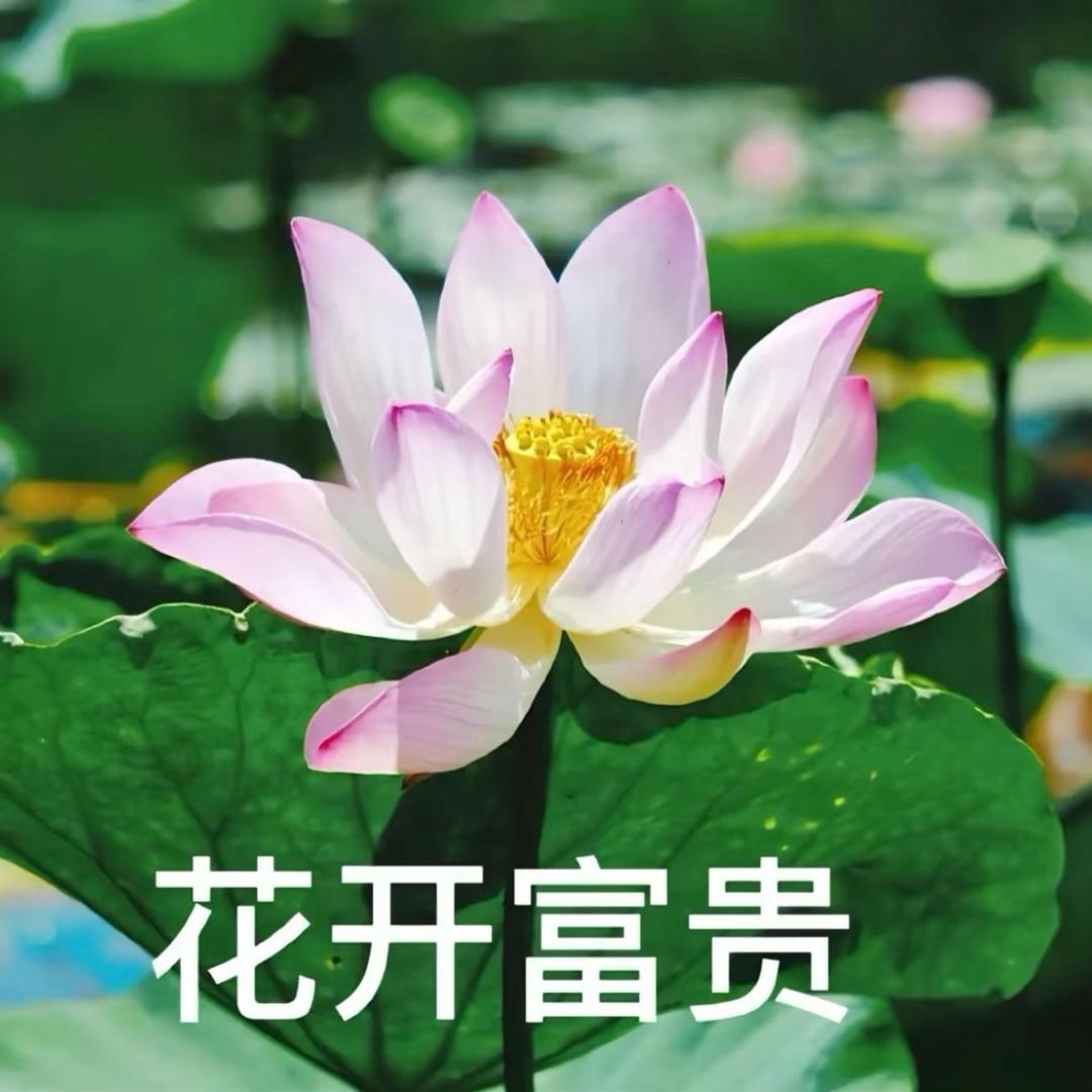 双双小王