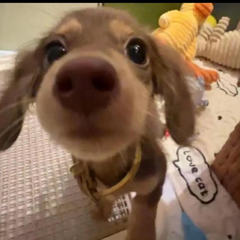 好运小狗
