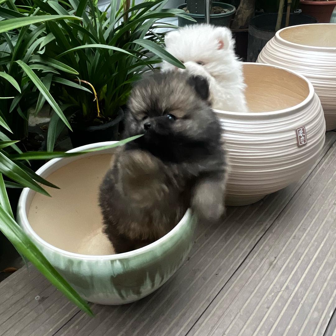王老师的狗崽队