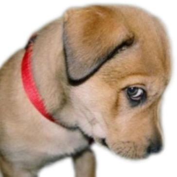 原皮大黄🎆🎆🎆