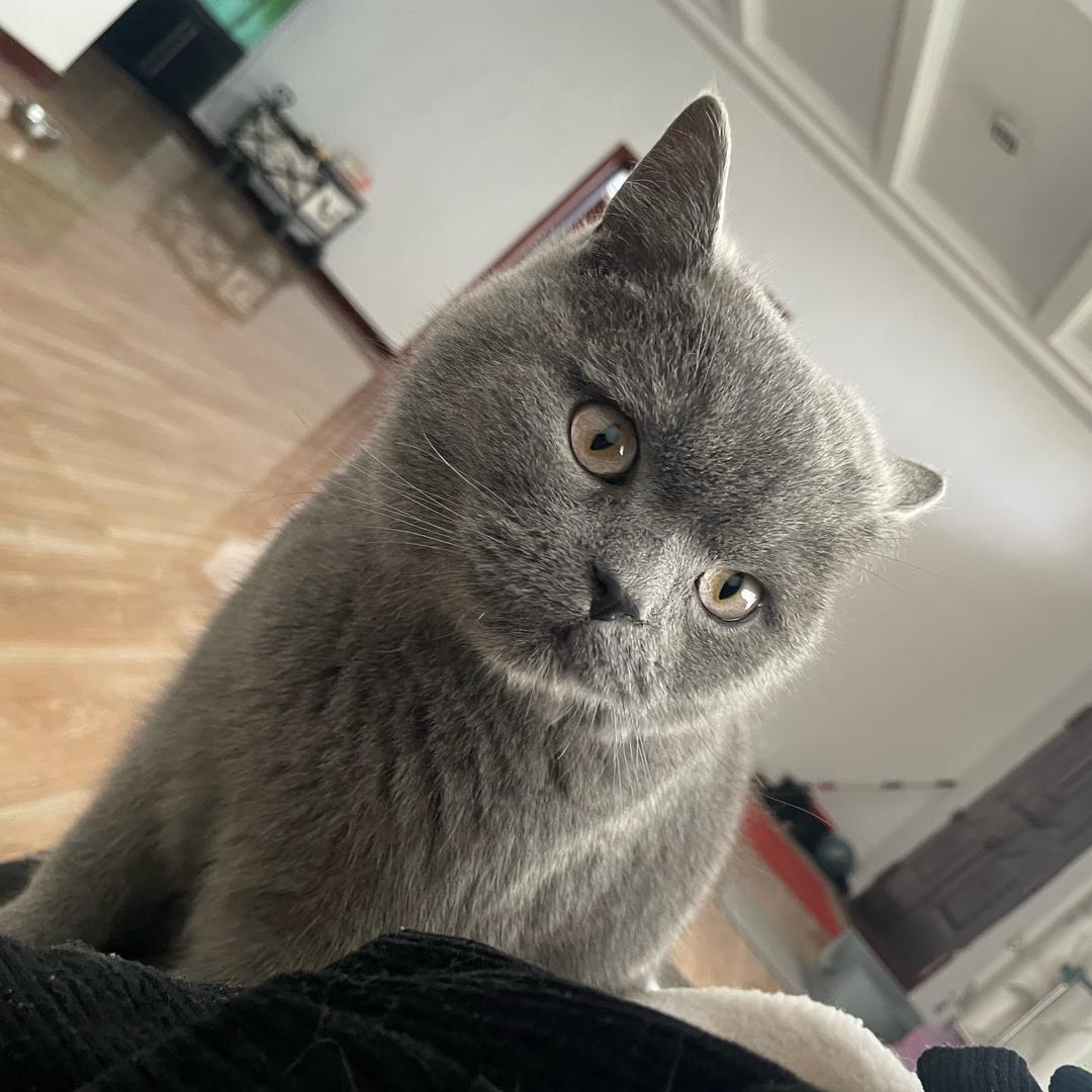 小龙虾🦞吃香菜