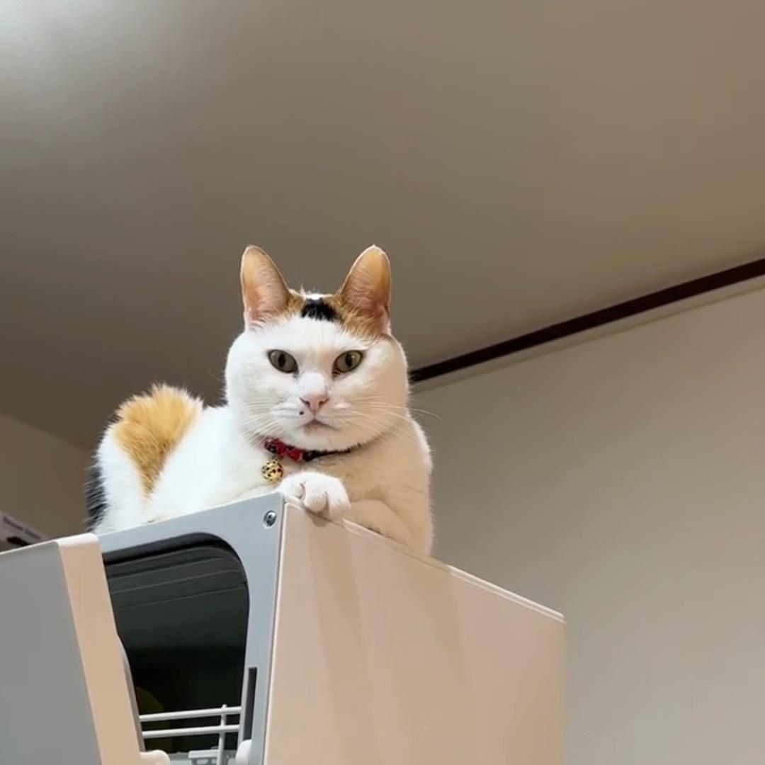 锅包肉是只猫