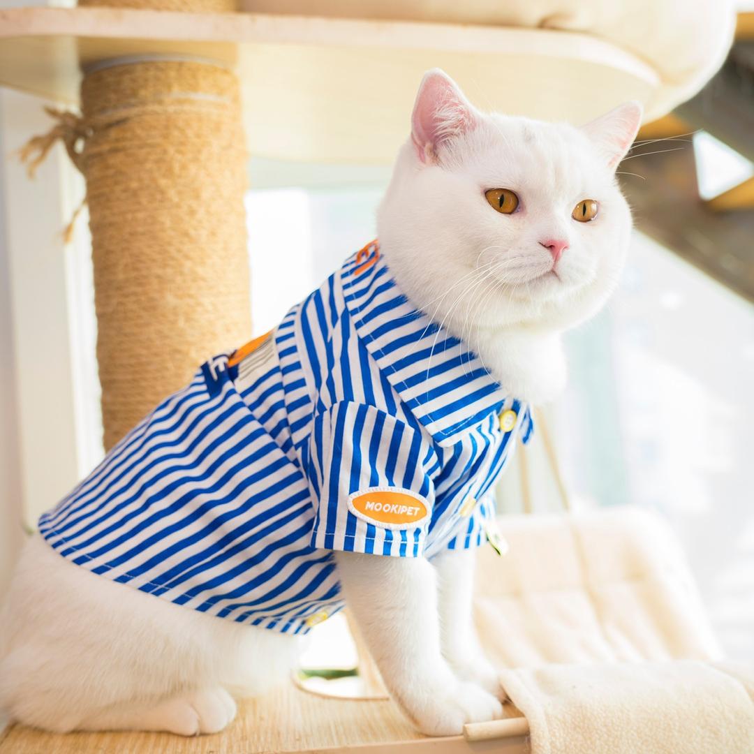 来福是只锦鲤猫