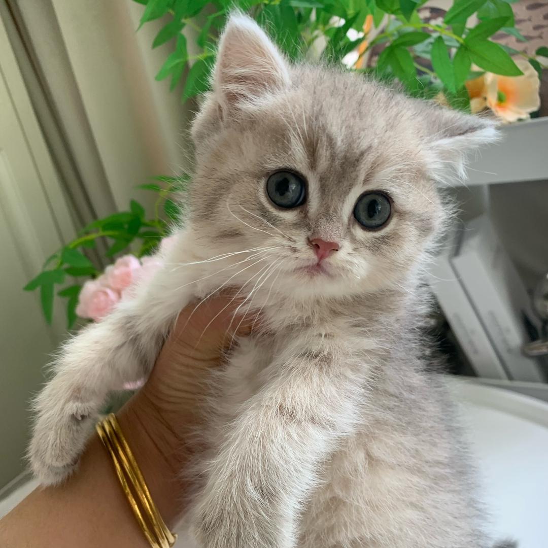 小梅子吖