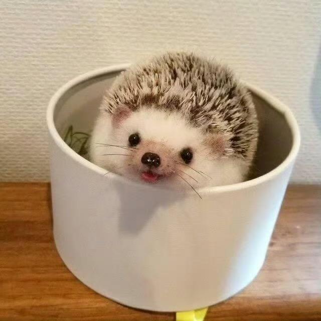 ian