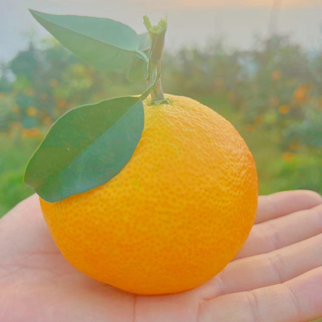 眉山晚橘果园（橱窗自主下单）