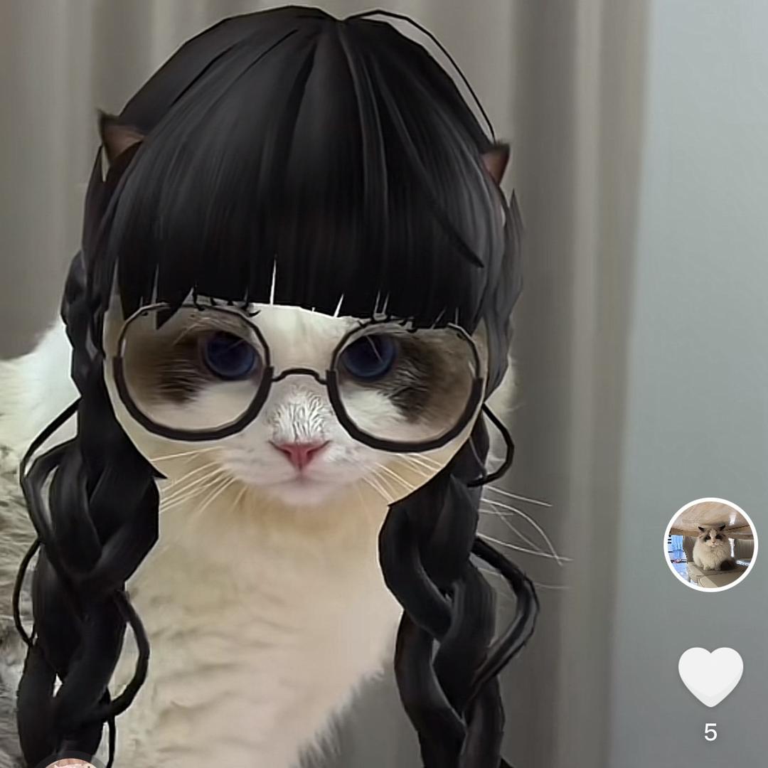 皮皮是只cat🐱