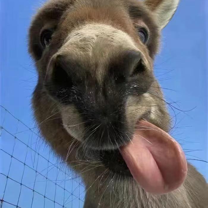 🌈迷路的麋鹿🫎