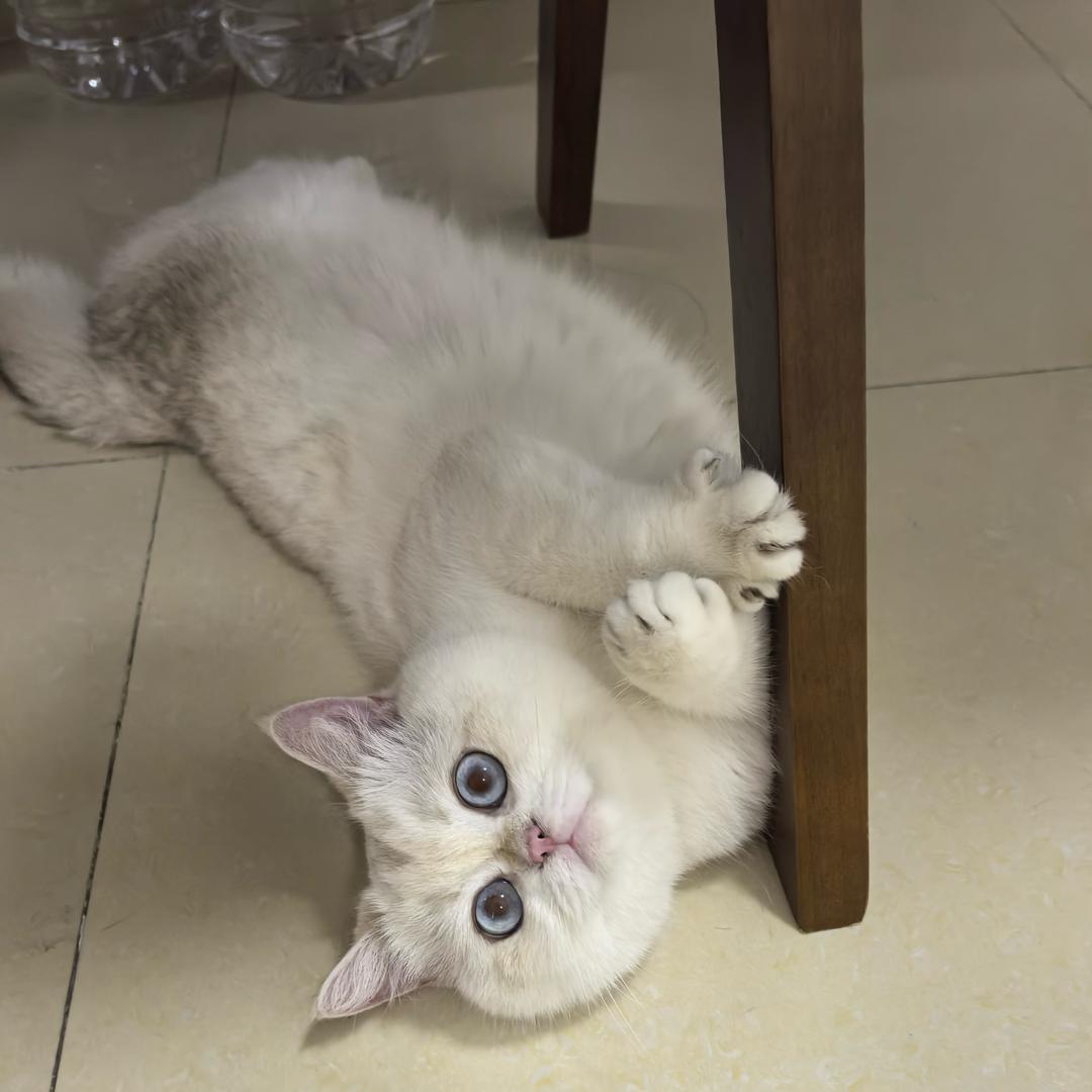 狂飙女孩王钢蛋