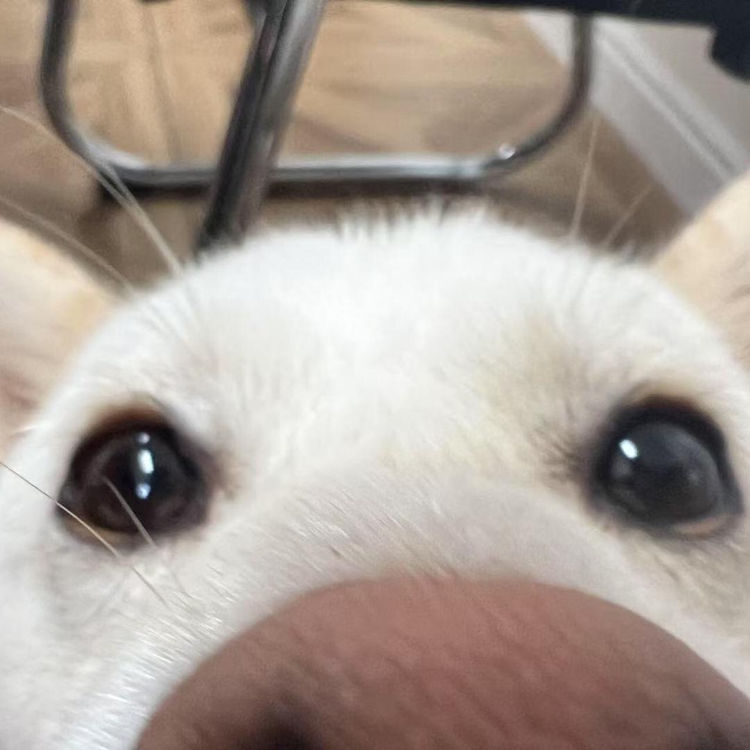 它叫小黑不是小白