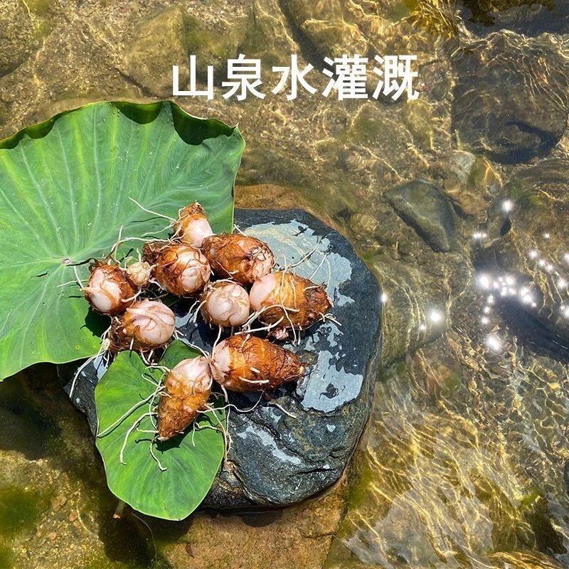 芋乡源种植园