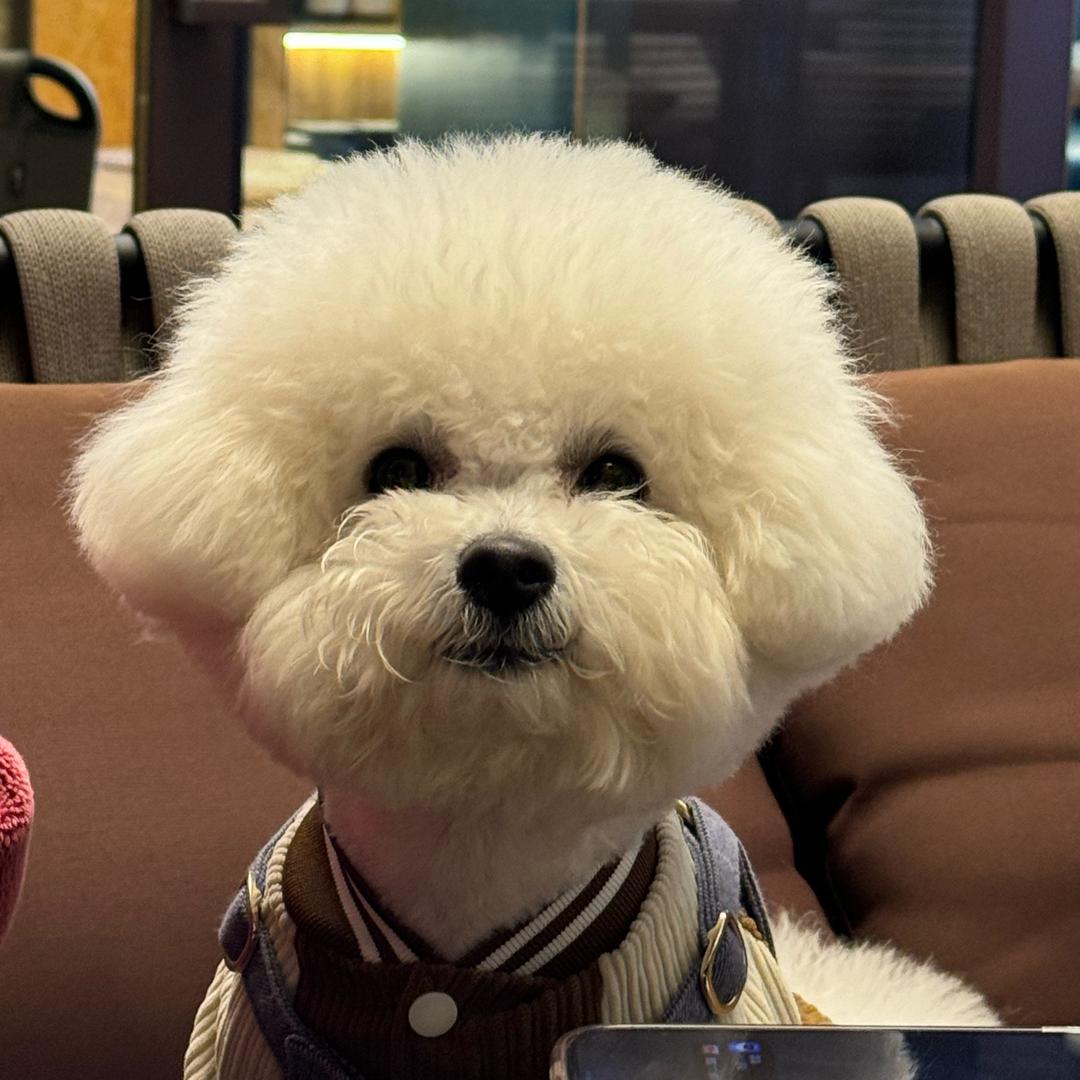 煎饼狗子🐑咩咩