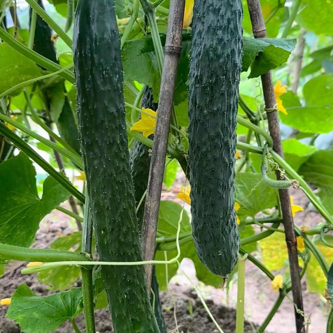 田满丰黄瓜