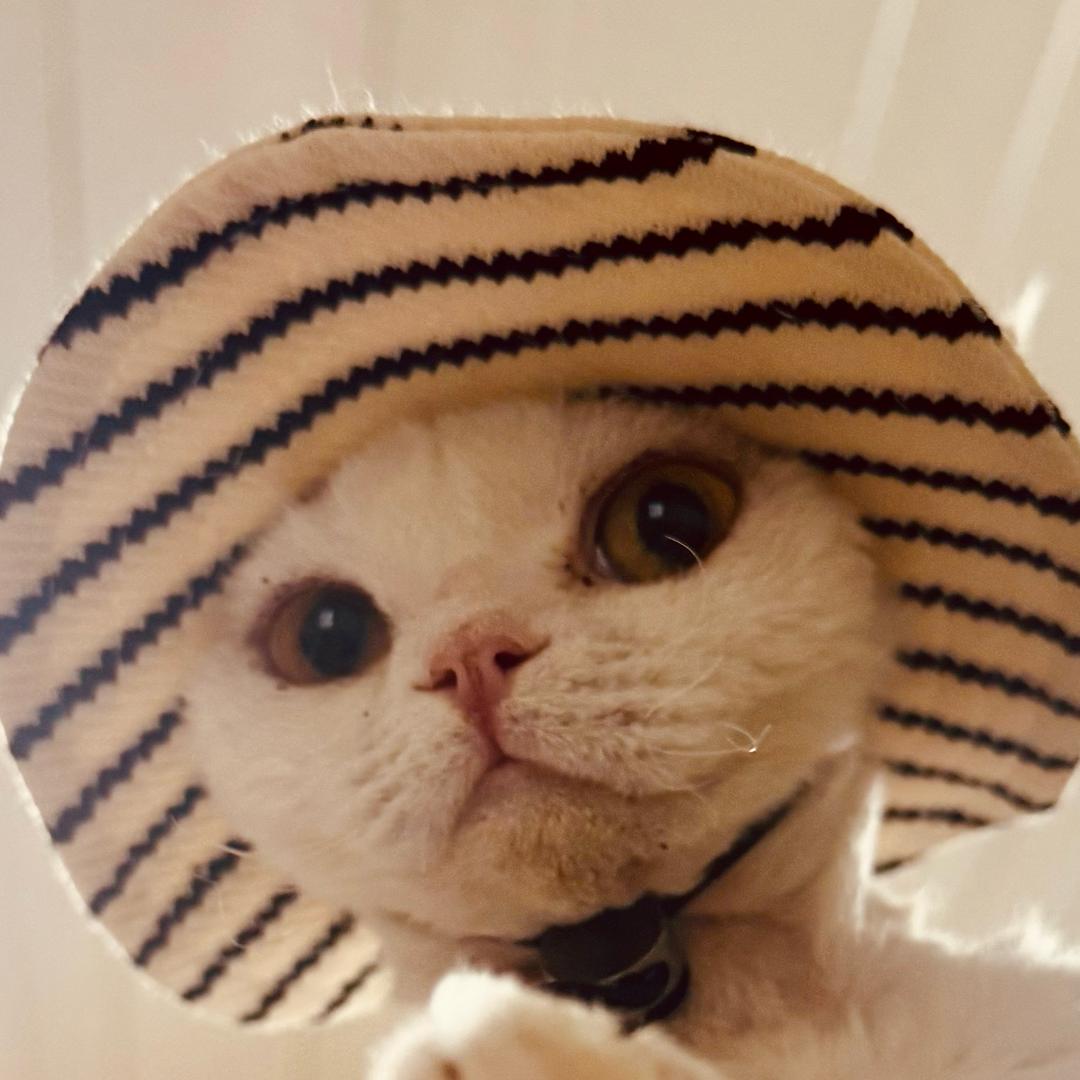 索哥家的精灵卷毛猫一德文