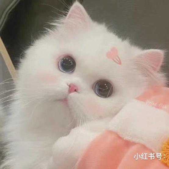 倪小妮妮