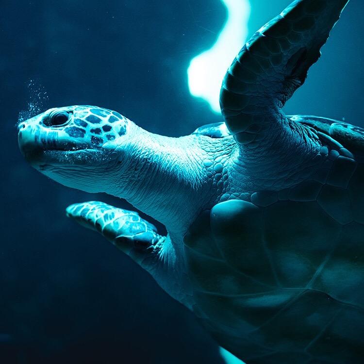 球球家一人公司