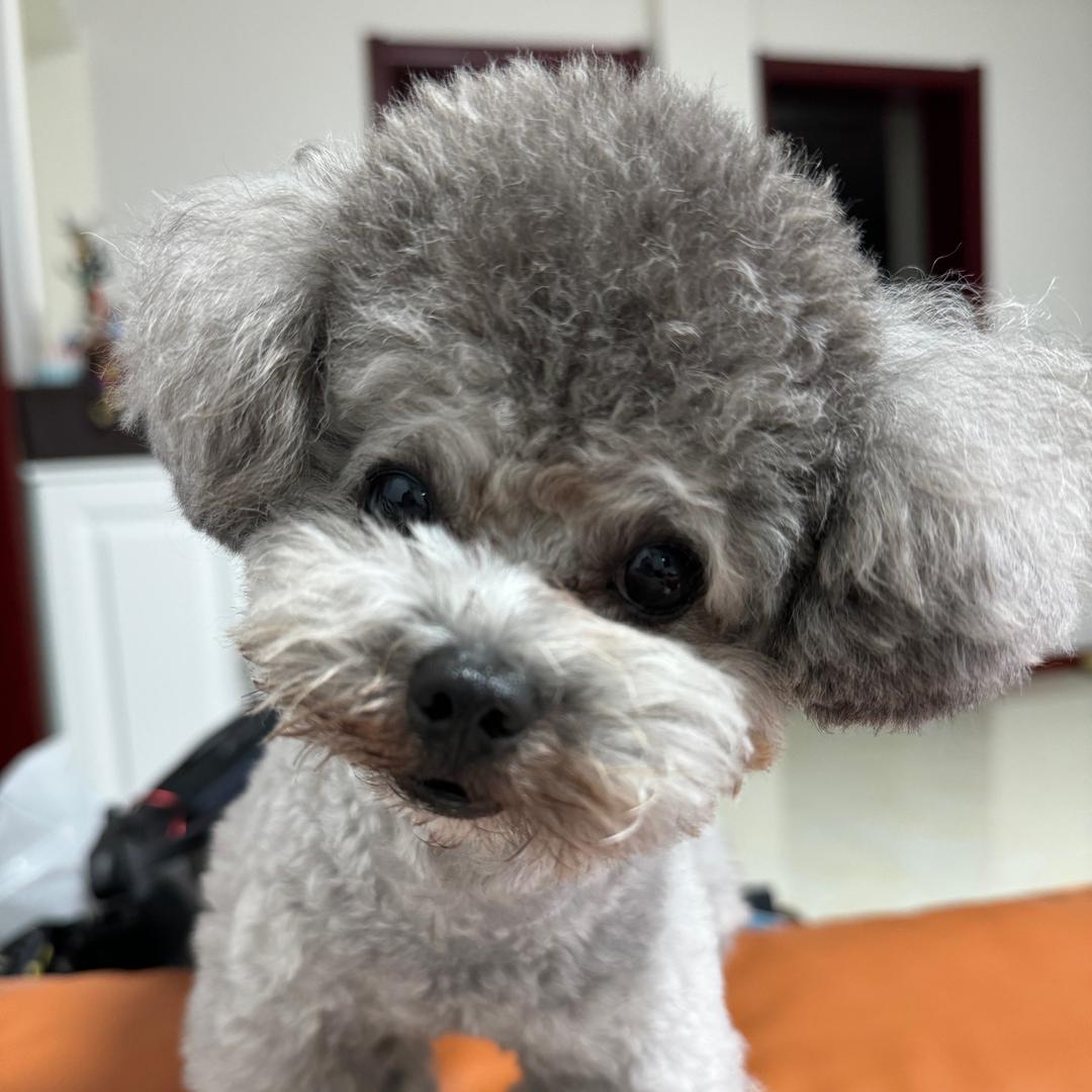 干干脆脆的小薯片