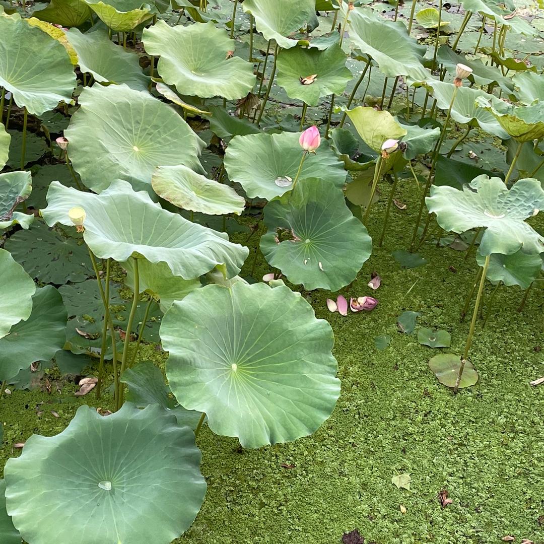 阿芳