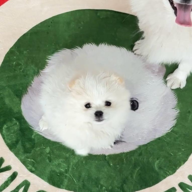 -荔枝恩
