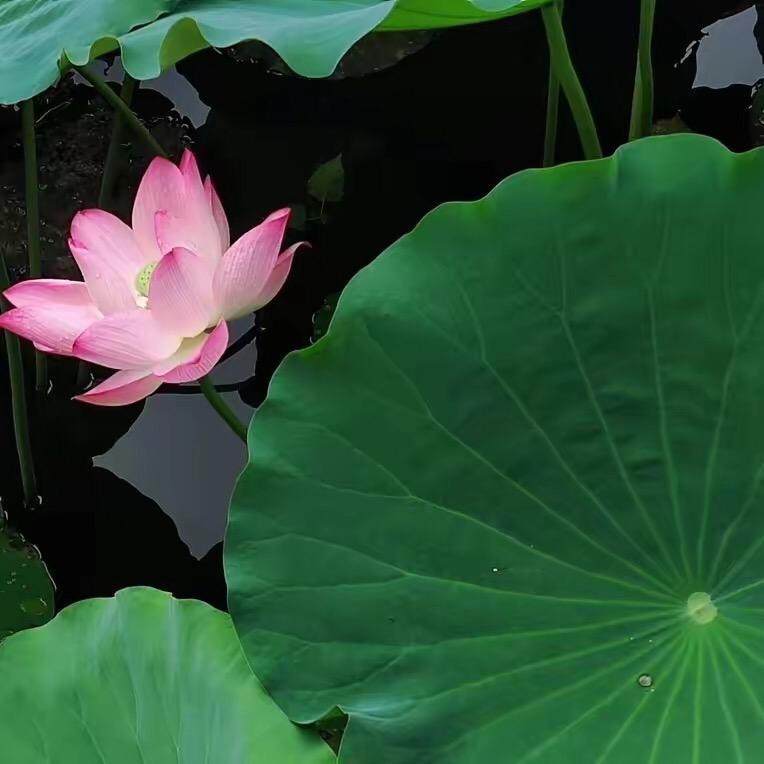 禅意人生（叶）