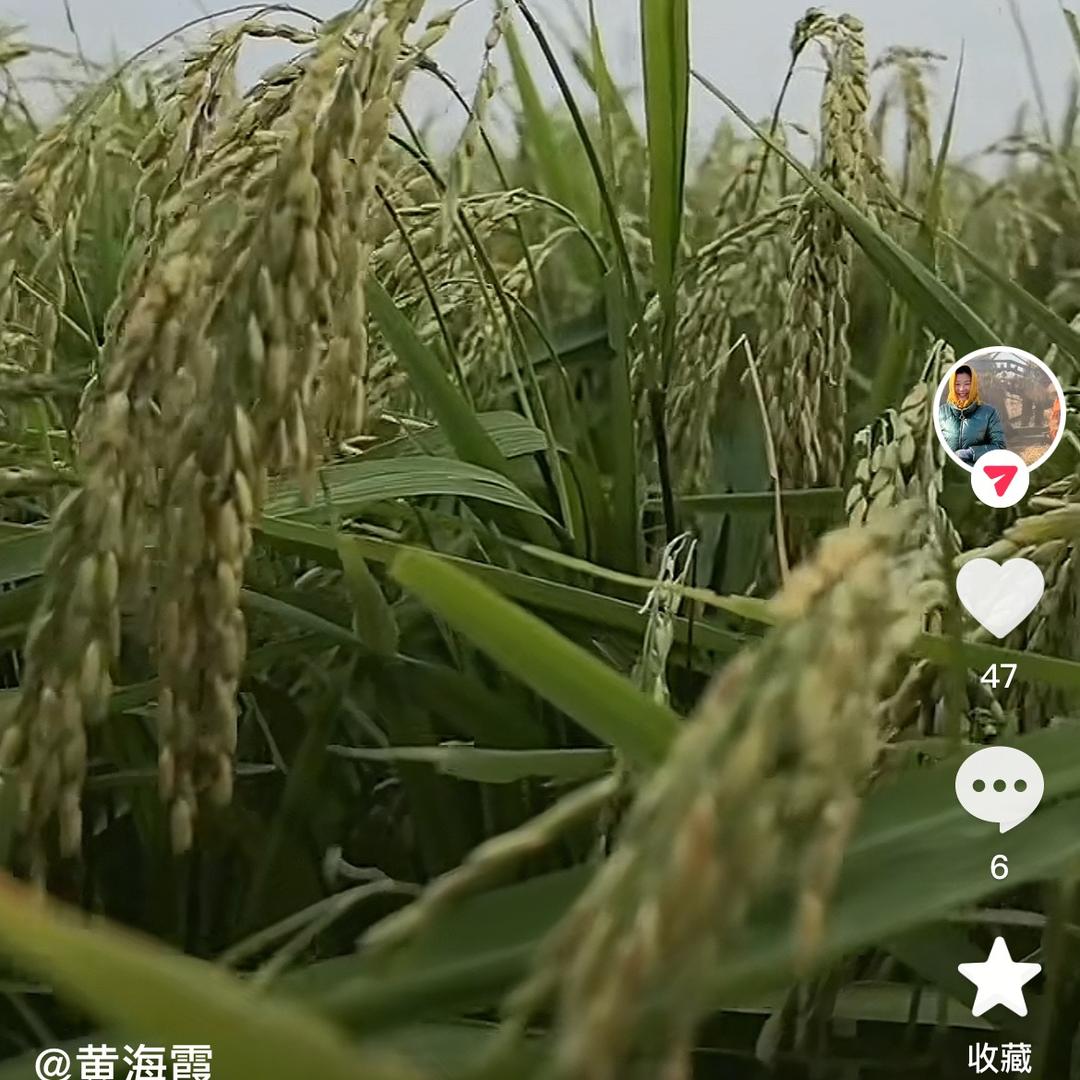 免费代购纯五常稻花香大米运费自付