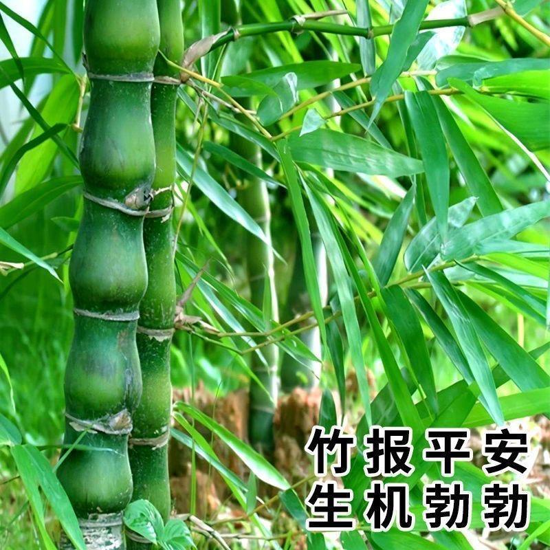 清风竹坊园林