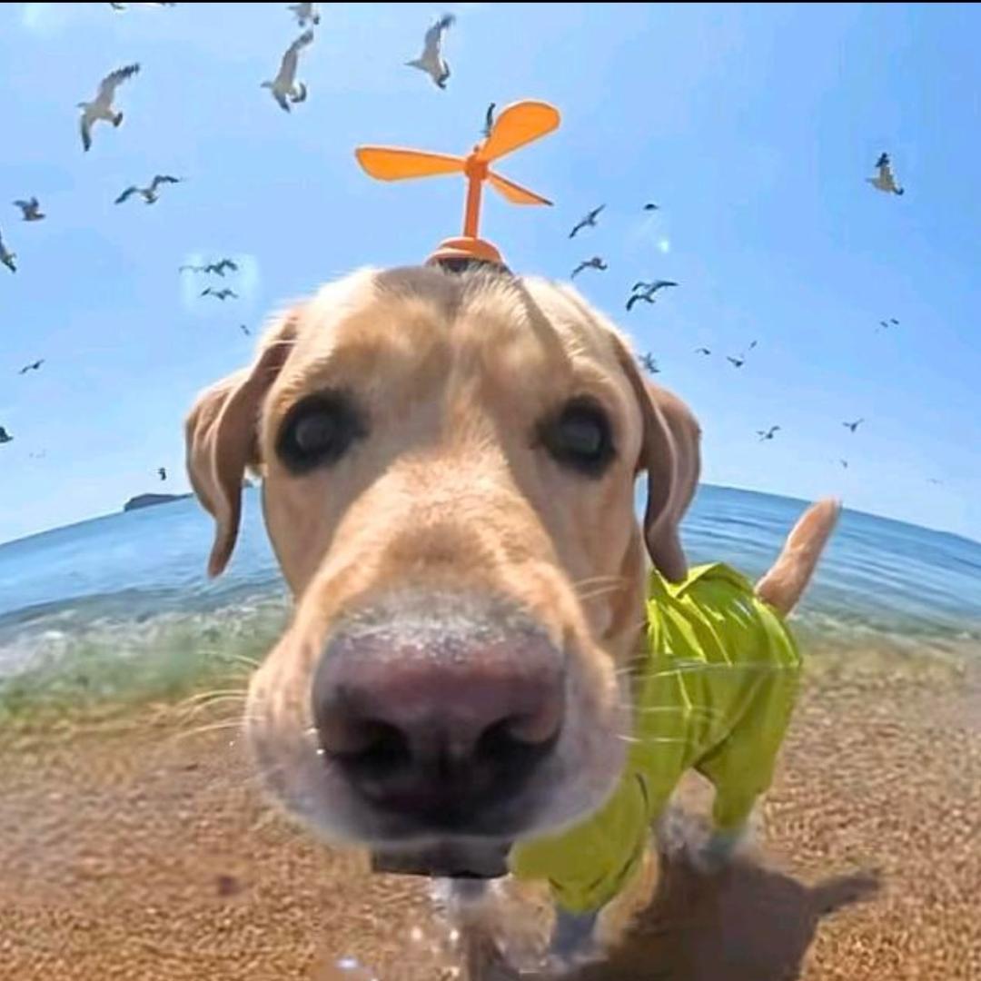 木偶（三角洲行动）