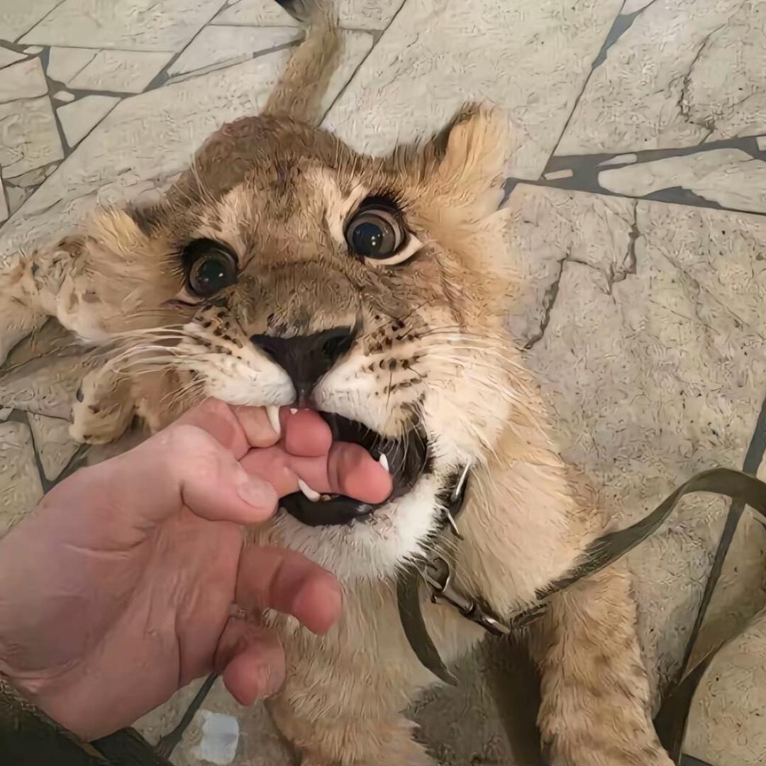 镁莎.