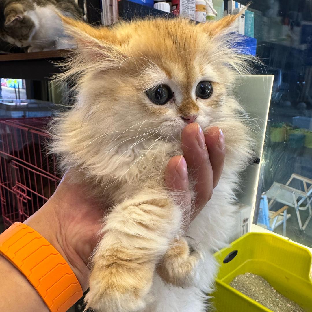 小丸子!