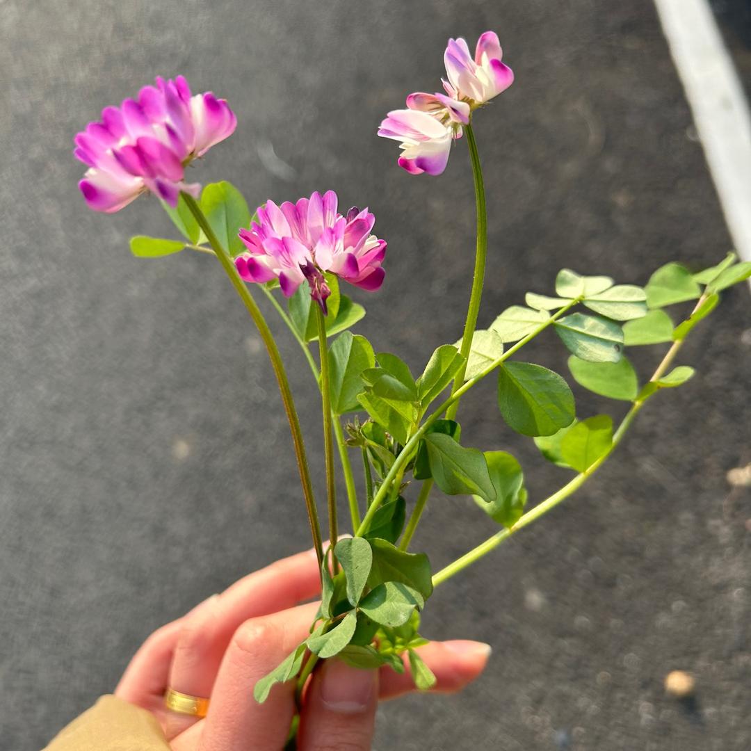 三横王