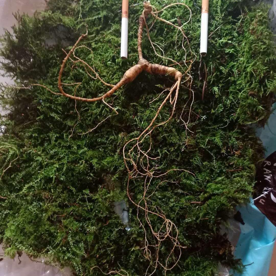 长白山下老刘