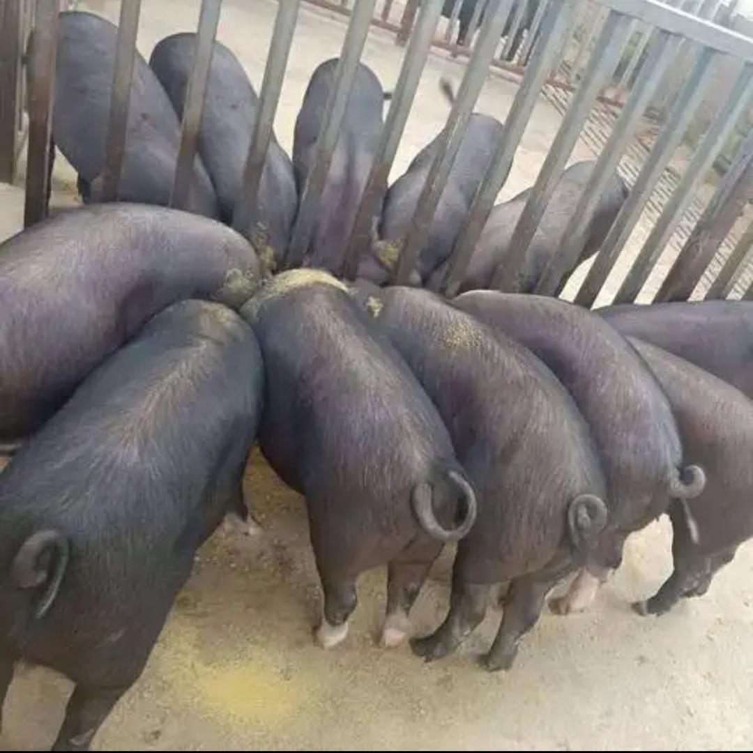 猪大宝（东北黑猪肉）