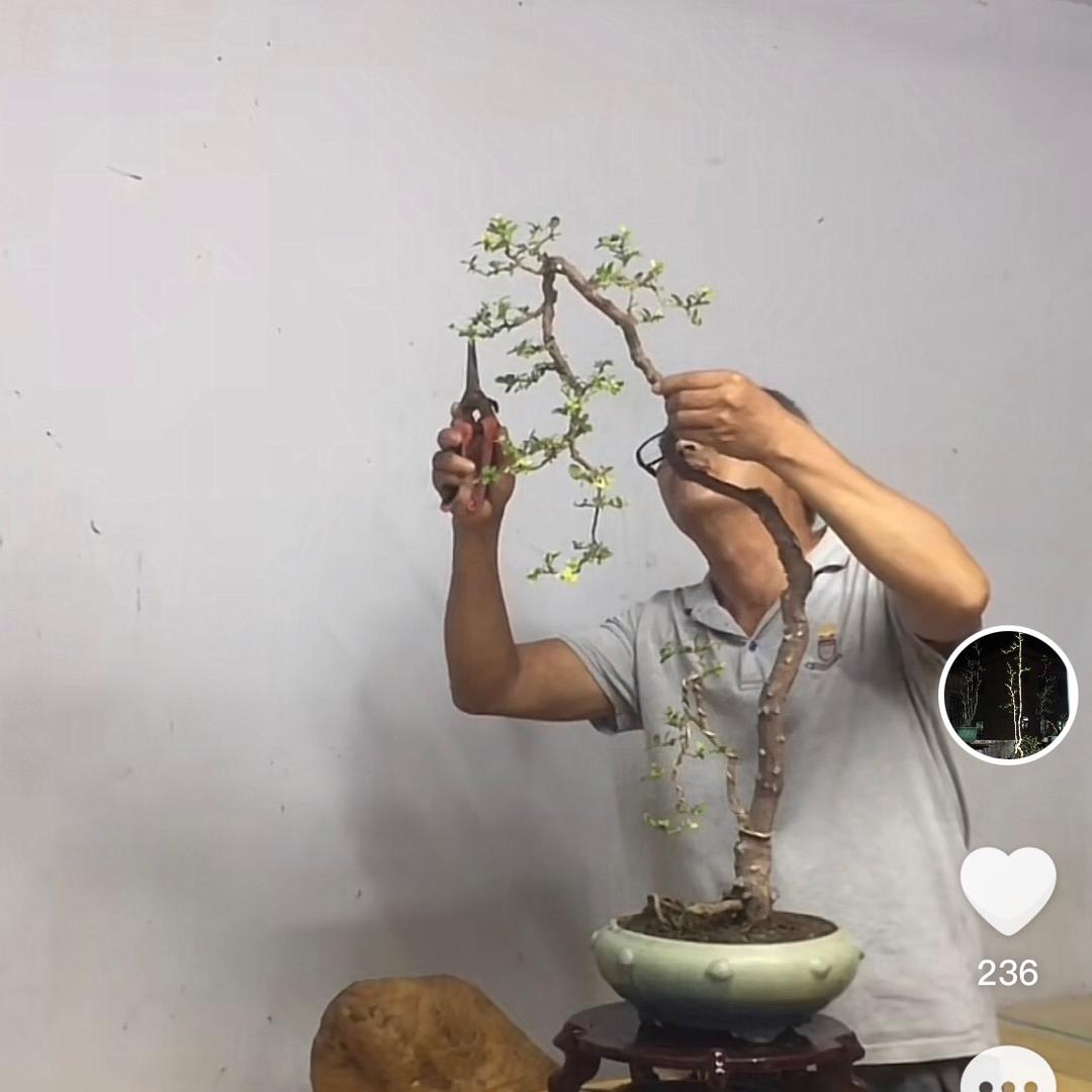 雅韵盆艺