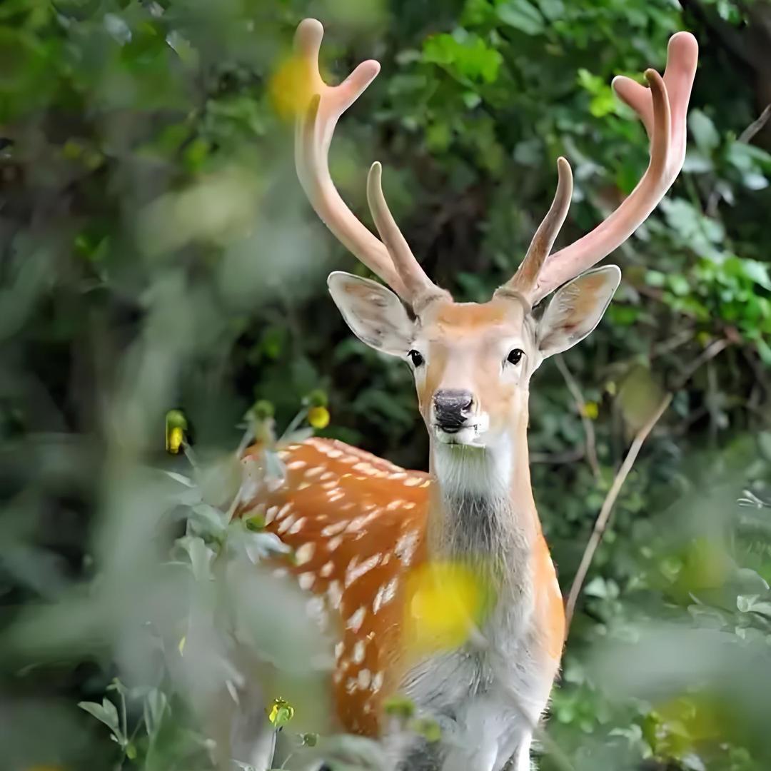 森态农场【大别山】