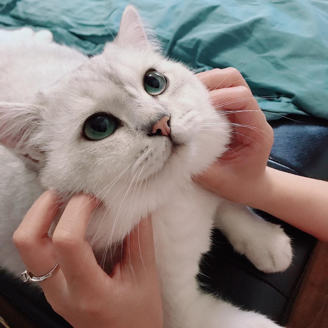 招财喵