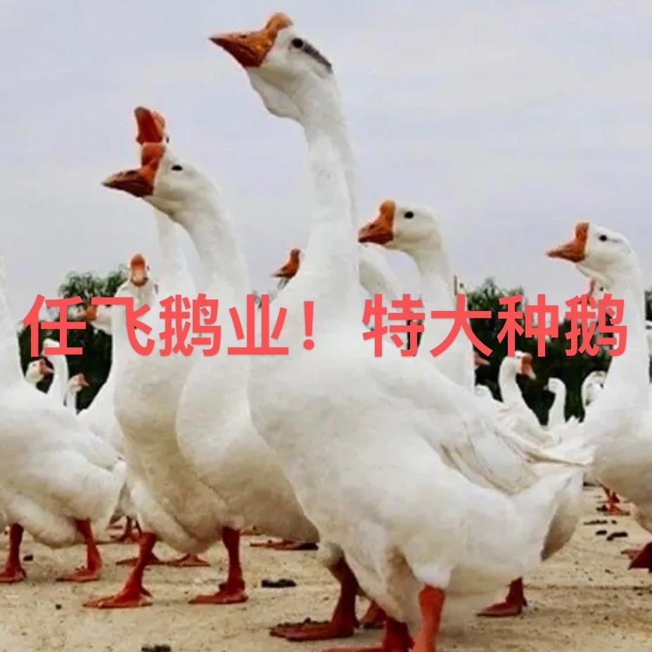 任飞鹅业