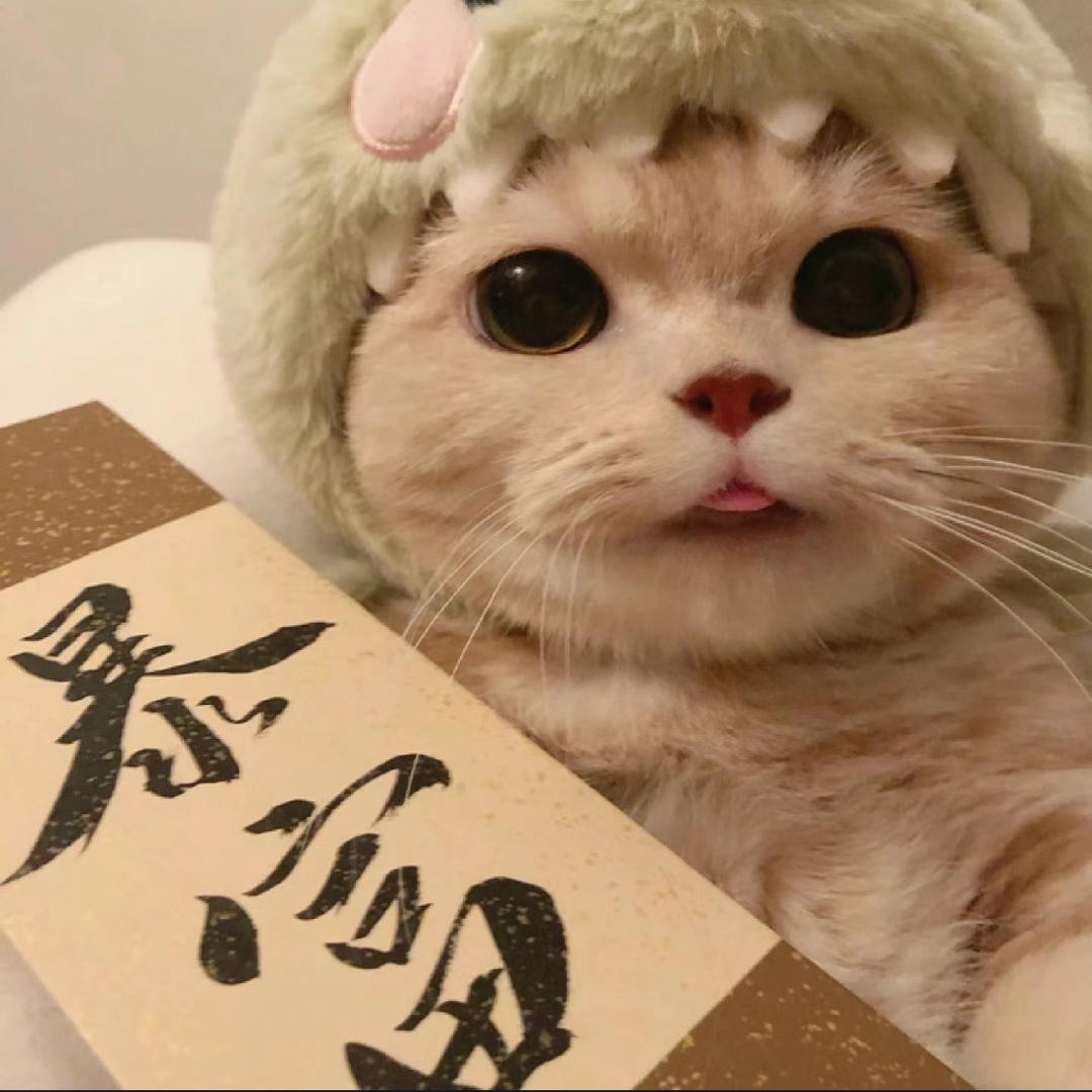 喜欢睡觉💤