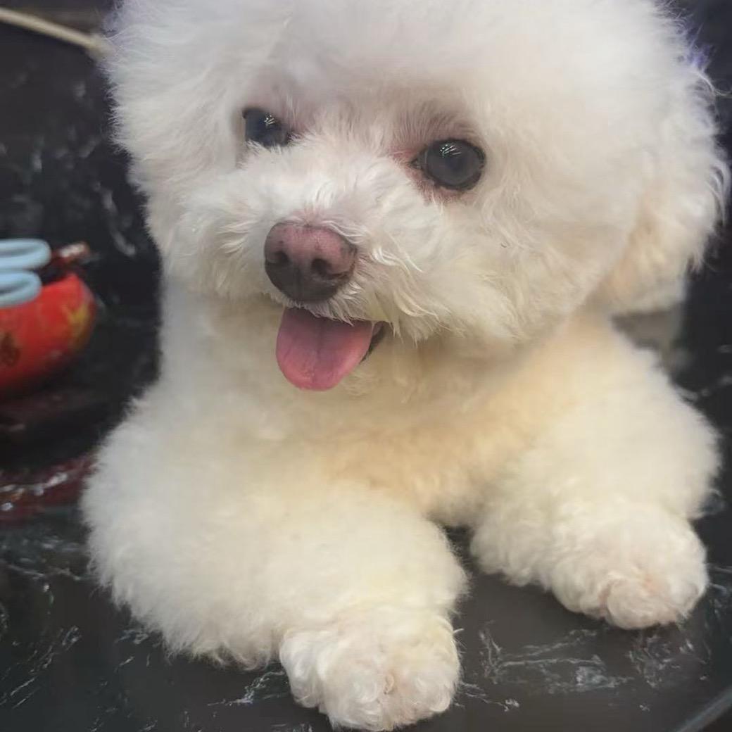 🐶
