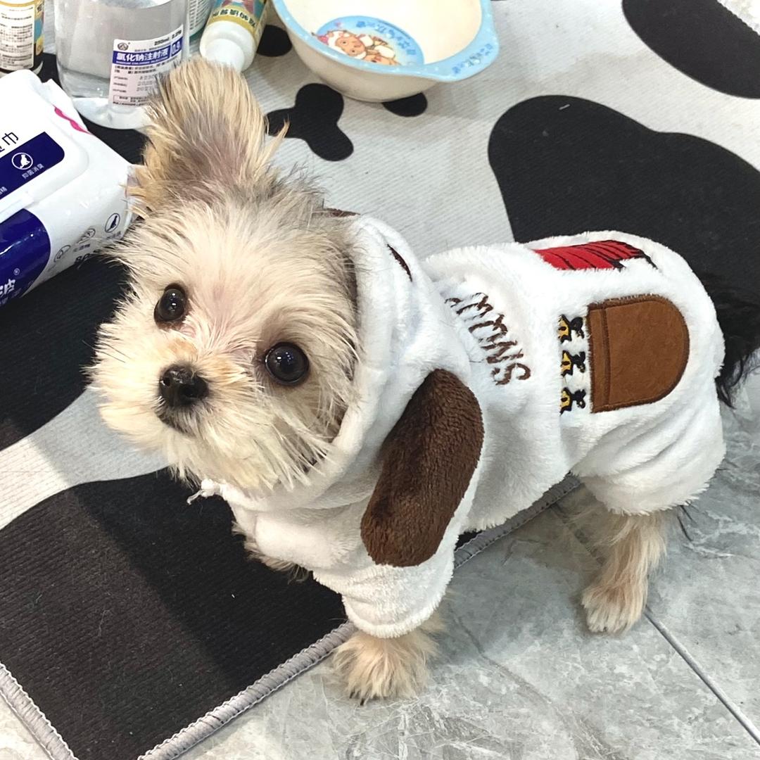 洛洛碎冰冰