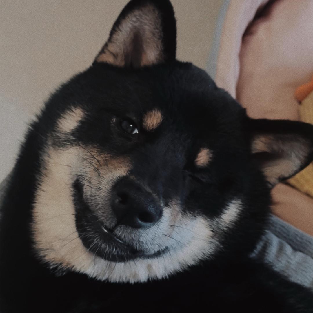 爱吃酸奶的芥末