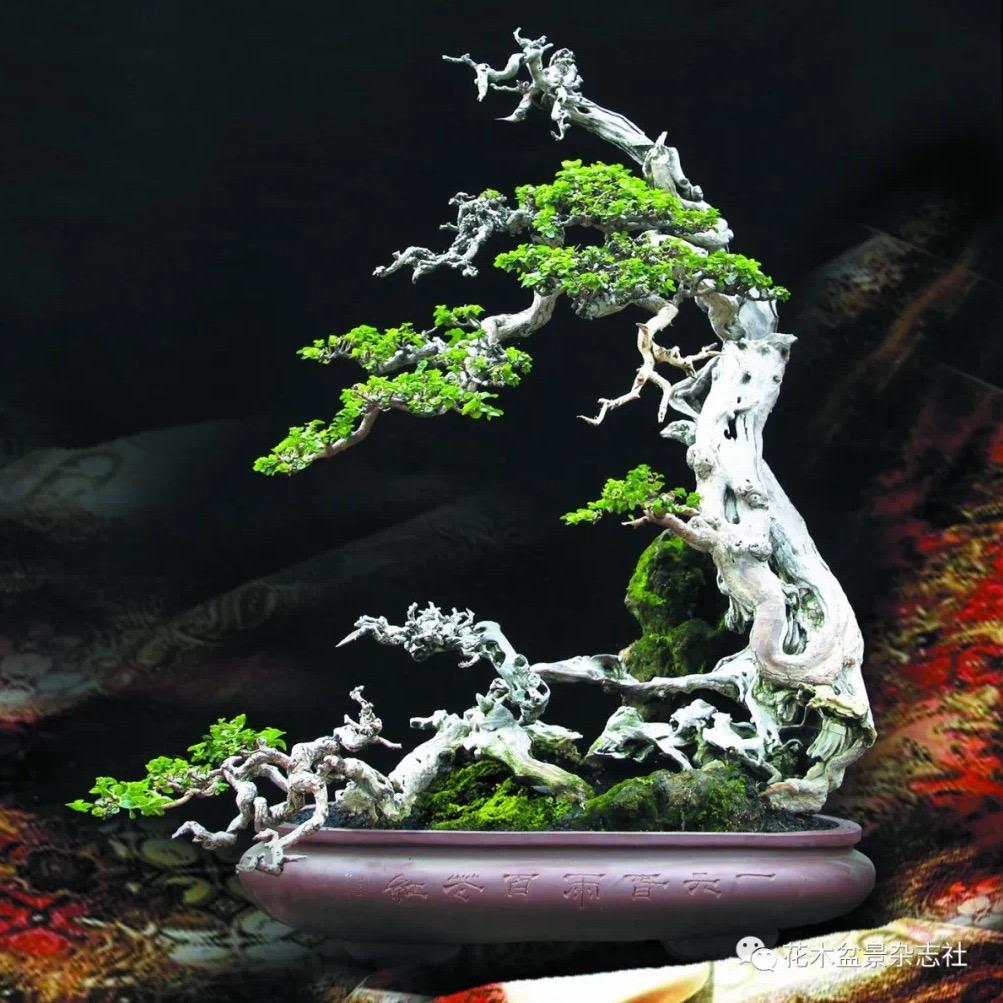 晓园精品盆景