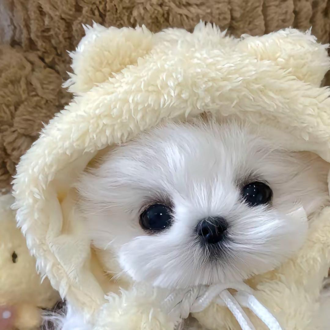 小橘子🍊米加日常～