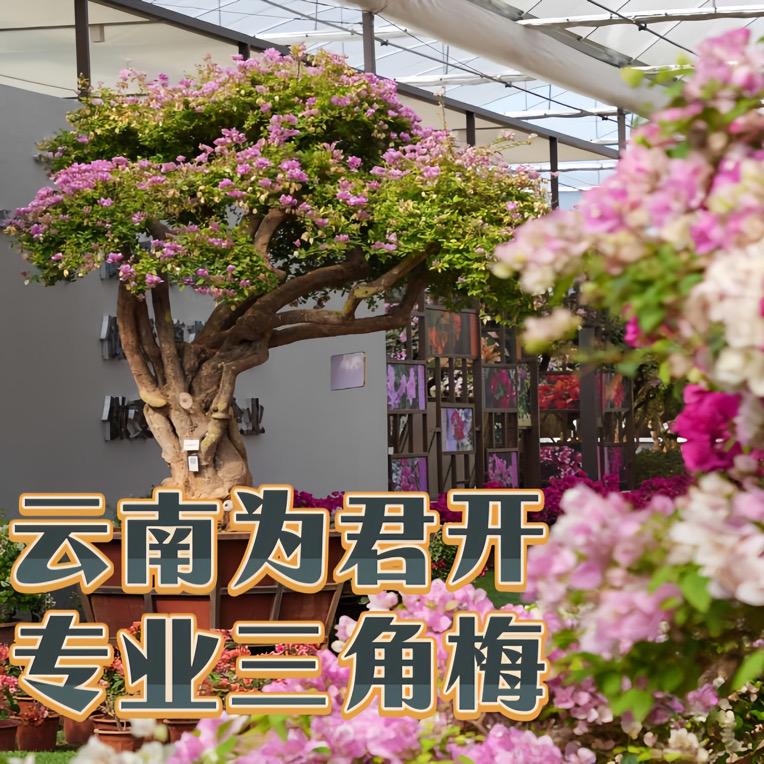 三角梅源头花卉地