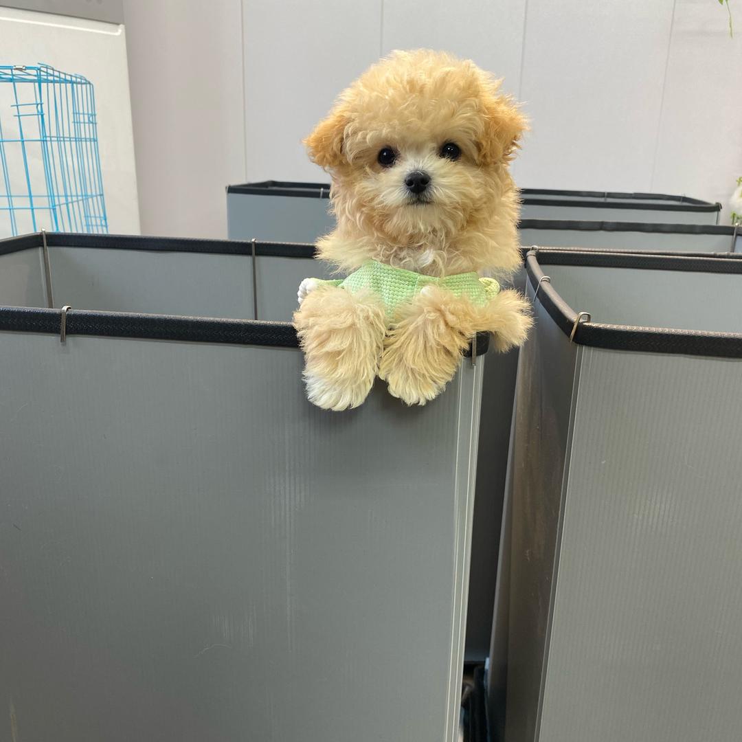 甄选（小泰迪）4号