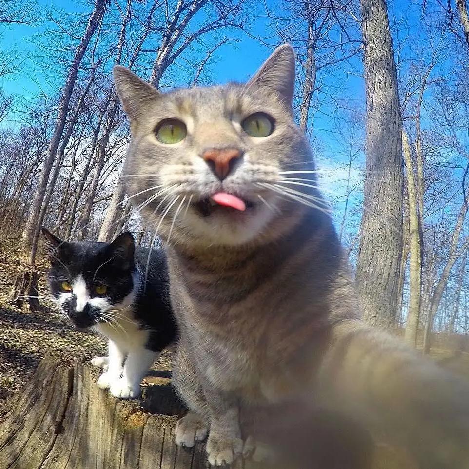 团子喜欢猫吖