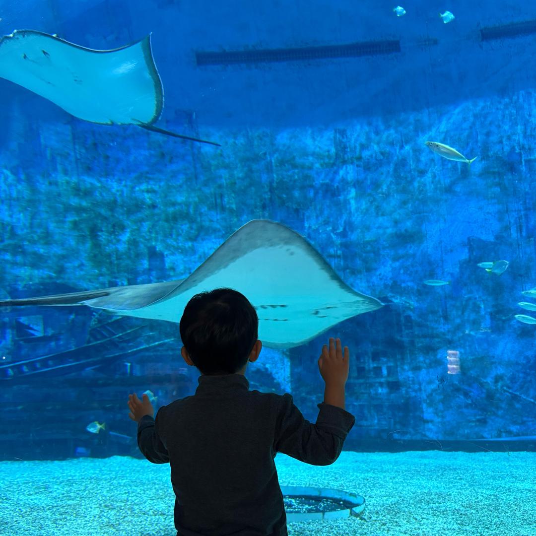 是你的呆呆吖～卖苹果🍎