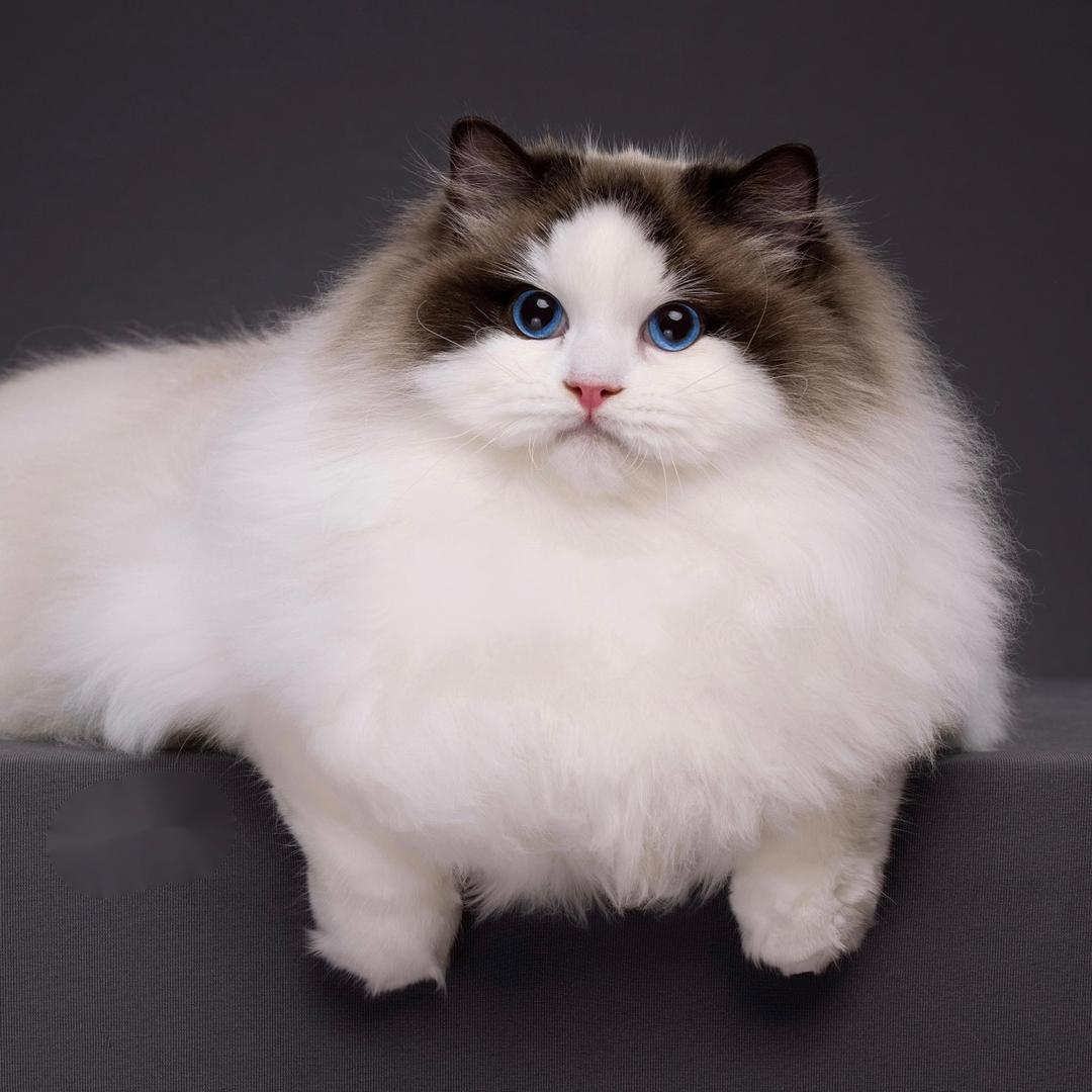 柠檬布偶猫舍